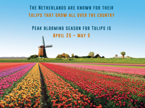 tulipes